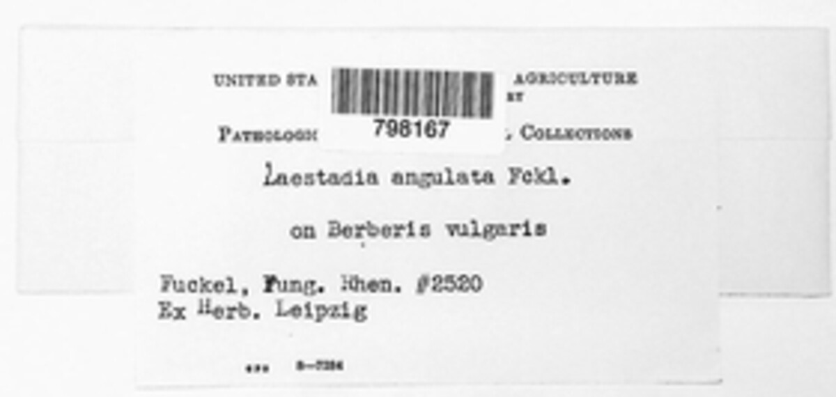 Laestadia angulata image